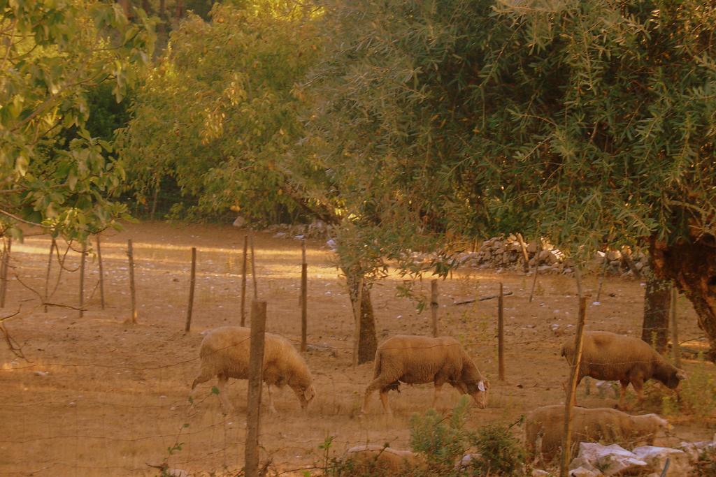 Otium Country House Alvorge Εξωτερικό φωτογραφία